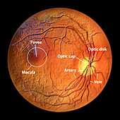 Healthy retina,