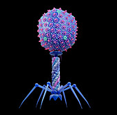 T4 bacteriophage, illustration