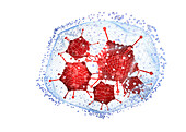 Viruses in a net, conceptual illustration
