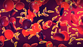 Toxoplasma gondii, illustration