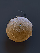 Fertilisation, SEM