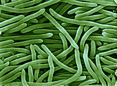 Heliobacteria, SEM