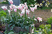 Tulpe 'Marilyn' (Tulipa) blühend im Garten