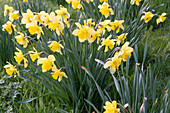Blühende Narzissen im Garten (Narcissus)