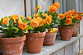 Stiefmütterchen (Viola wittrockina) 'Cats orange' in Blumentöpfen am Fensterbrett