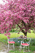Blühender Zierapfelbaum (malus) im Garten
