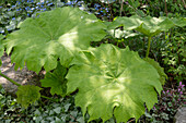 Tafelblatt (Rodgersia tabularis), Schaublatt (Astilboides tabularis)