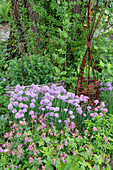 Purpurschnittlauch (Allium schoenoprasum), Forescat, Balkan-Storchschnabel, (Geranium macrorrhizum) im Garten