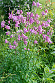 Blühende Akelei im Garten (Aquilegia vulgaris)