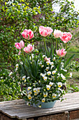 Tulpe 'Angelique' (Tulipa) und Hornveilchen im Topf (Viola cornuta)