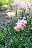 Tulpe 'Angelique' (Tulipa) und Lungenkraut (Pulmonaria)