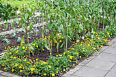 Pepper plants in the vegetable patch, bed border with marigolds (Calendula)