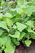 Gemüsebeet mit Yaconpflanze, Yakon (Polymnia sonchifolia)