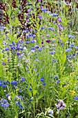 Cornflowers and common bugloss (Anchusa officinalis), bee pasture in the meadow