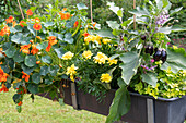 Vegetable plants in pot, nasturtium, Marigold, Oregano, Mini eggplants, Chili]