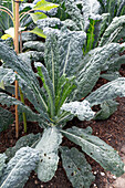 Tuscano kale 'Black Magic' (Brassica oleracea var.)