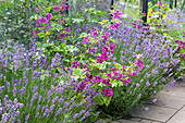 Flowerbed with lavender (Lavandula) and wild mallow (Malva sylvestris)