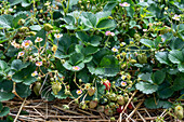 Erdbeere 'Rosana', (Fragaria ananassa)
