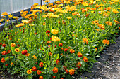 Marigolds 'Tagetes' (Calendula) in the bed with green manuring