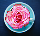 Pink rose blossom in a teacup
