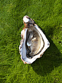 Geöffnete Auster (Normandie)