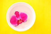 Pink orchid flower (Orchidaceae) in white bowl on yellow background