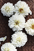 Weiße Dahlienblüten auf einem Tablett (Dahlia)