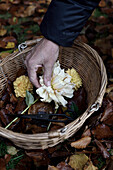 Hand im Korb mit Dahlienblüten (Dahlia)