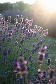 Blühender Lavendel im Garten (Lavandula angustifolia)