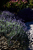 Blühender Lavendel (Lavandula angustifolia)
