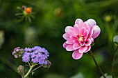 Pink flower of a dahlia and Bluemink (Ageratum houstonianum)