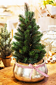 Small fir tree in a silver pot with red and white striped ribbon