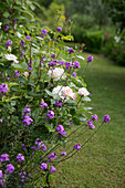 Rosafarbene Rosen und lila Goldlack im Garten