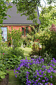 Lila Wundklee im Garten, im Hintergrund Haus
