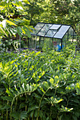 View of the greenhouse in the garden, in the foreground Solomon's seals (Polygonatum)
