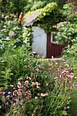 Various flowers in the garden, in the background garden shed
