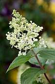 Flowering Panicled hydrangea (Hydrangea paniculata)