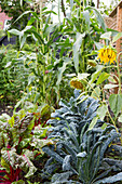 Vegetable garden with chard, kale and sunflowers in summer