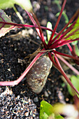 Beetroot (Beta vulgaris) in the vegetable patch shortly before harvesting