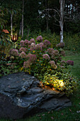 Beleuchteter Felsstein, umgeben von Rhododendron, fliederfarbenen Hortensien und japanischer Scheinkamelie