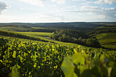 Weinberg, Champagne, Frankreich