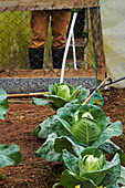 White cabbage in a vegetable garden