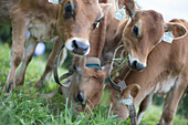 Calves with ear tags