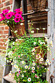 Mexikanische Berufkraut (Erigeron karvinskianus), Spanische Gänseblümchen auf einer Holzleiter