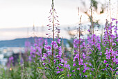 Purple wildflowers in meadow