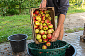 Äpfel werden zur Reinigung in einen Wasserbottich geschüttet, bei der Apfelernte