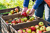 Hands sorting apples in a fruit crate during apple picking