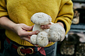 Woman holding cultivated edible fungus (King Oyster Mushroom also known as King Trumpet Mushroom, Pleurotus eryngii, ) at fungi farm.
