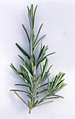 A sprig of rosemary on a light background