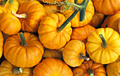 Pumpkins of the variety 'Jack be little' (full picture)